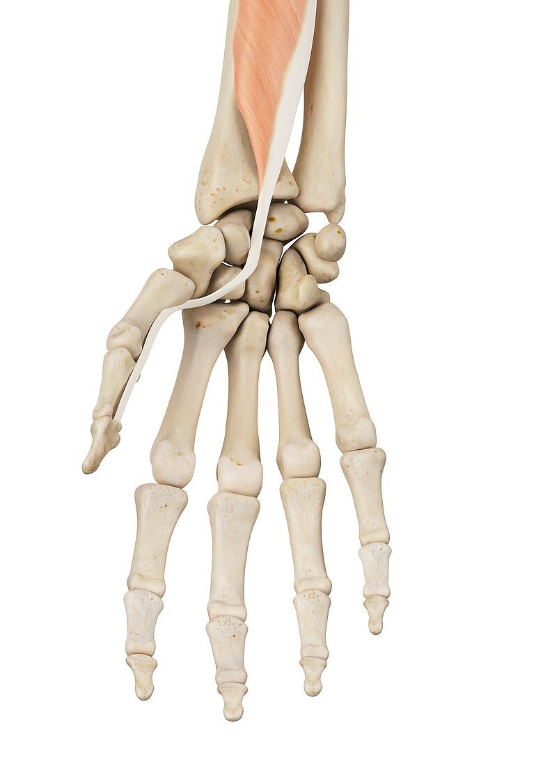 Human hand anatomy,illustration
