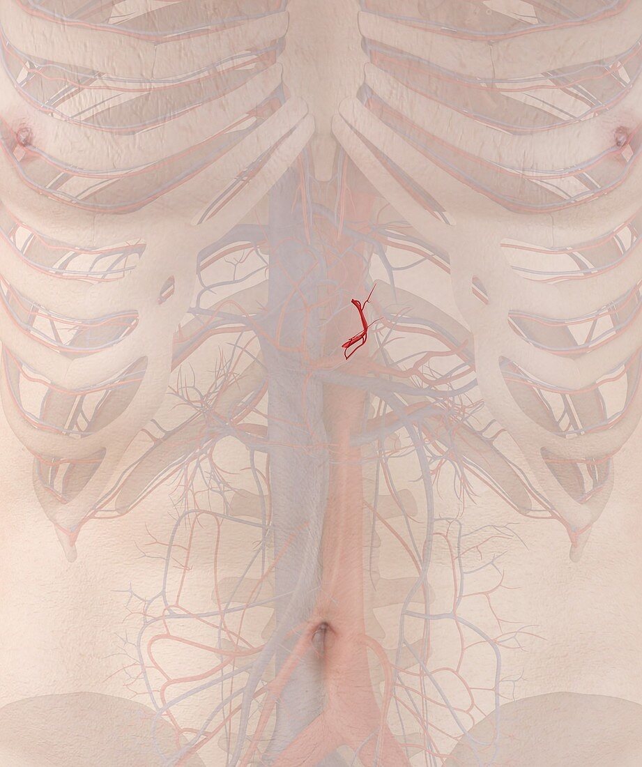 Human artery,illustration