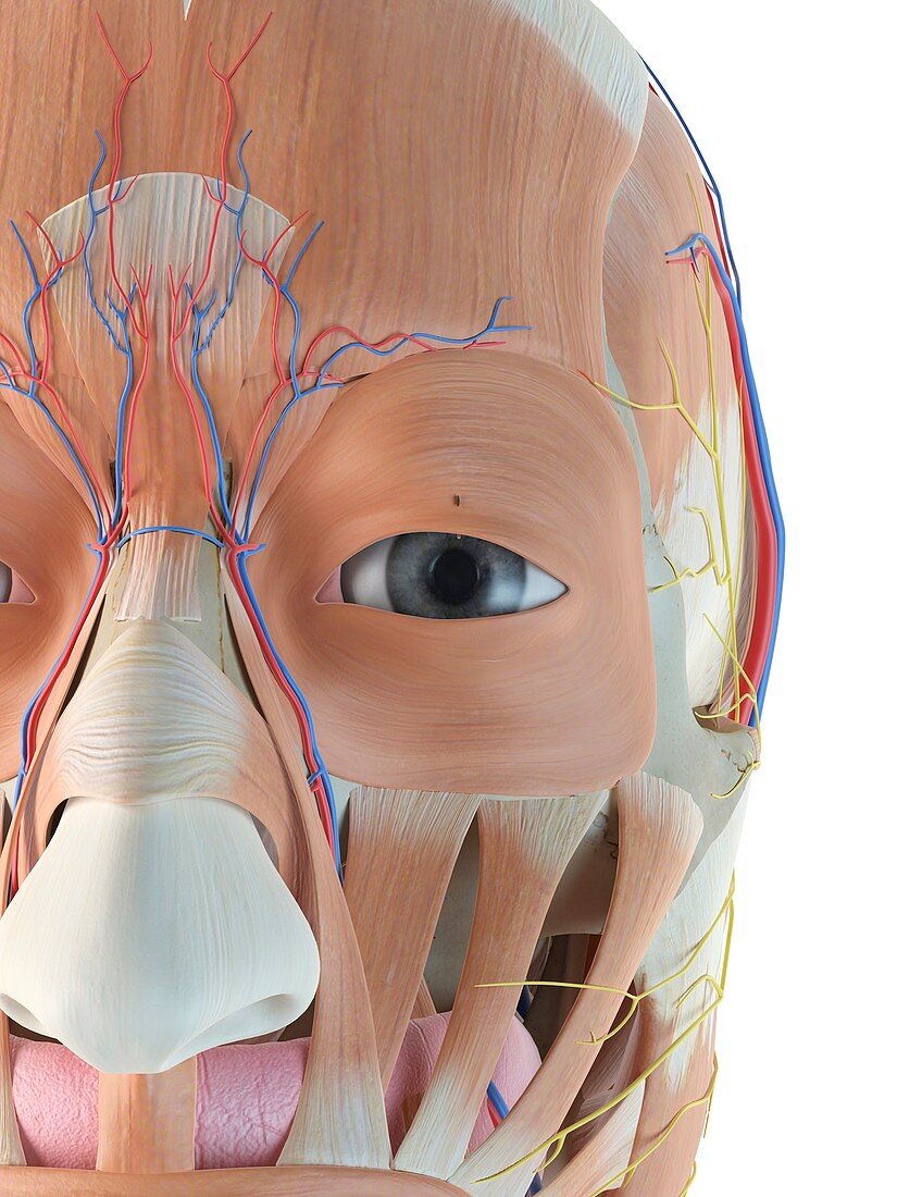 Anatomy of human face,illustration