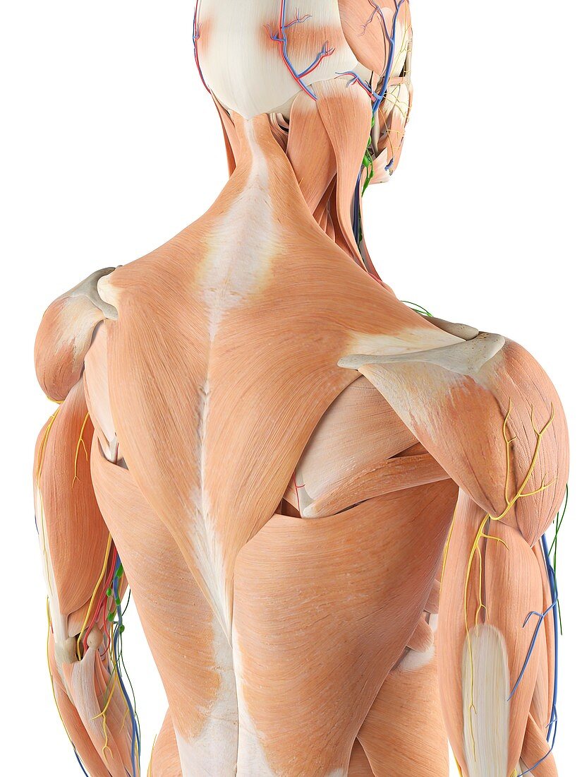 Anatomy of human back,illustration