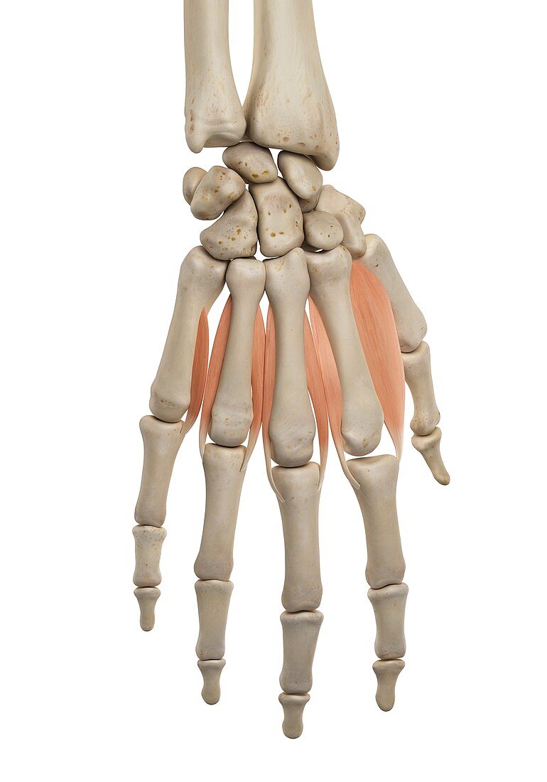 Human hand muscles,illustration