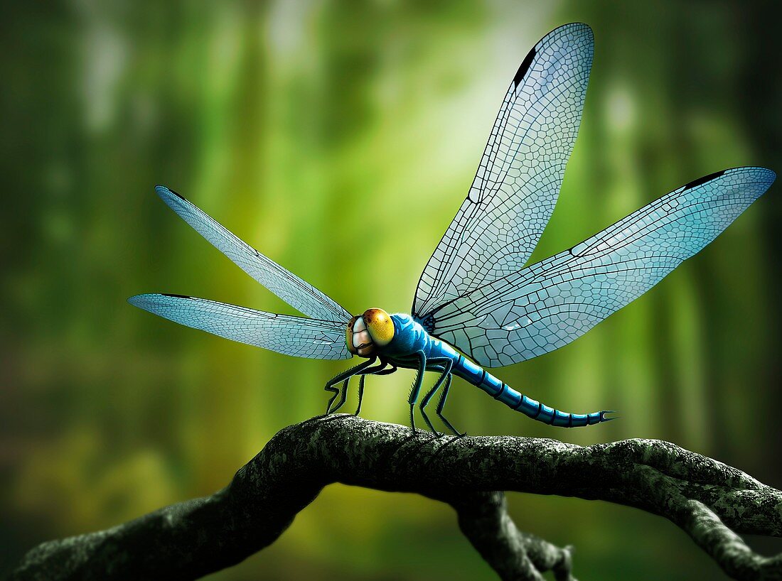 Artwork of Giant Dragonfly Meganeura