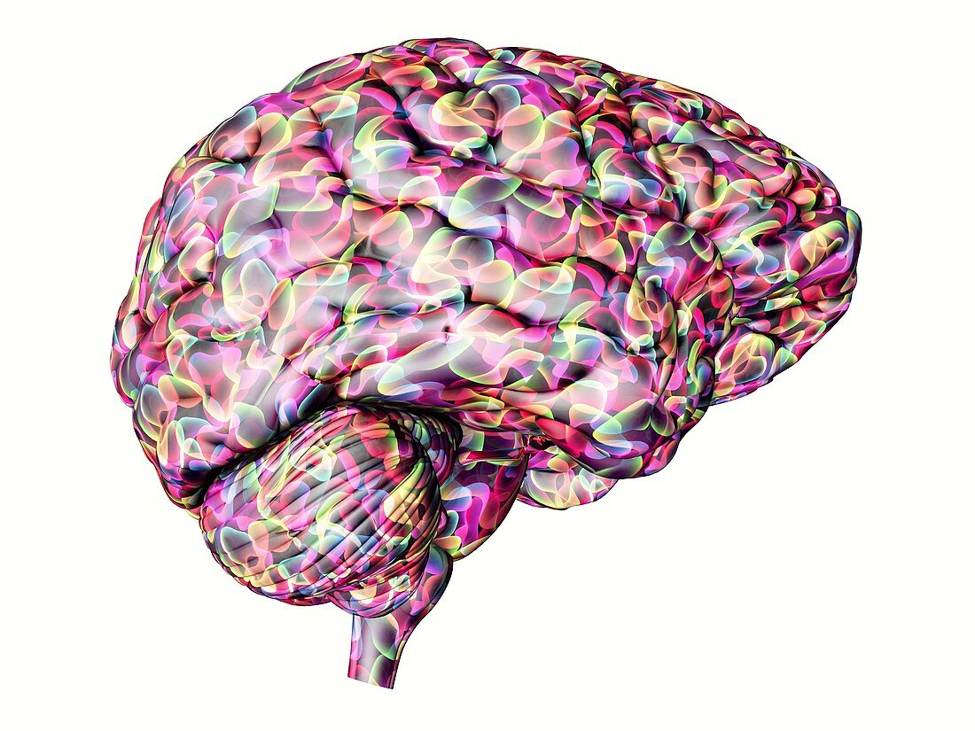 Human brain,computer artwork