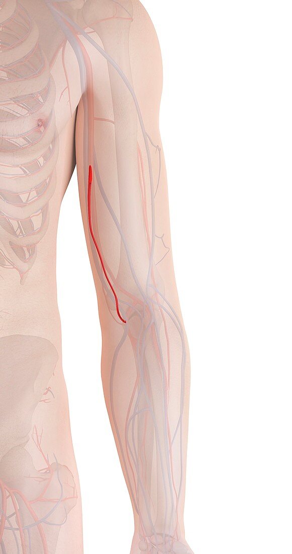 Human arm artery,illustration