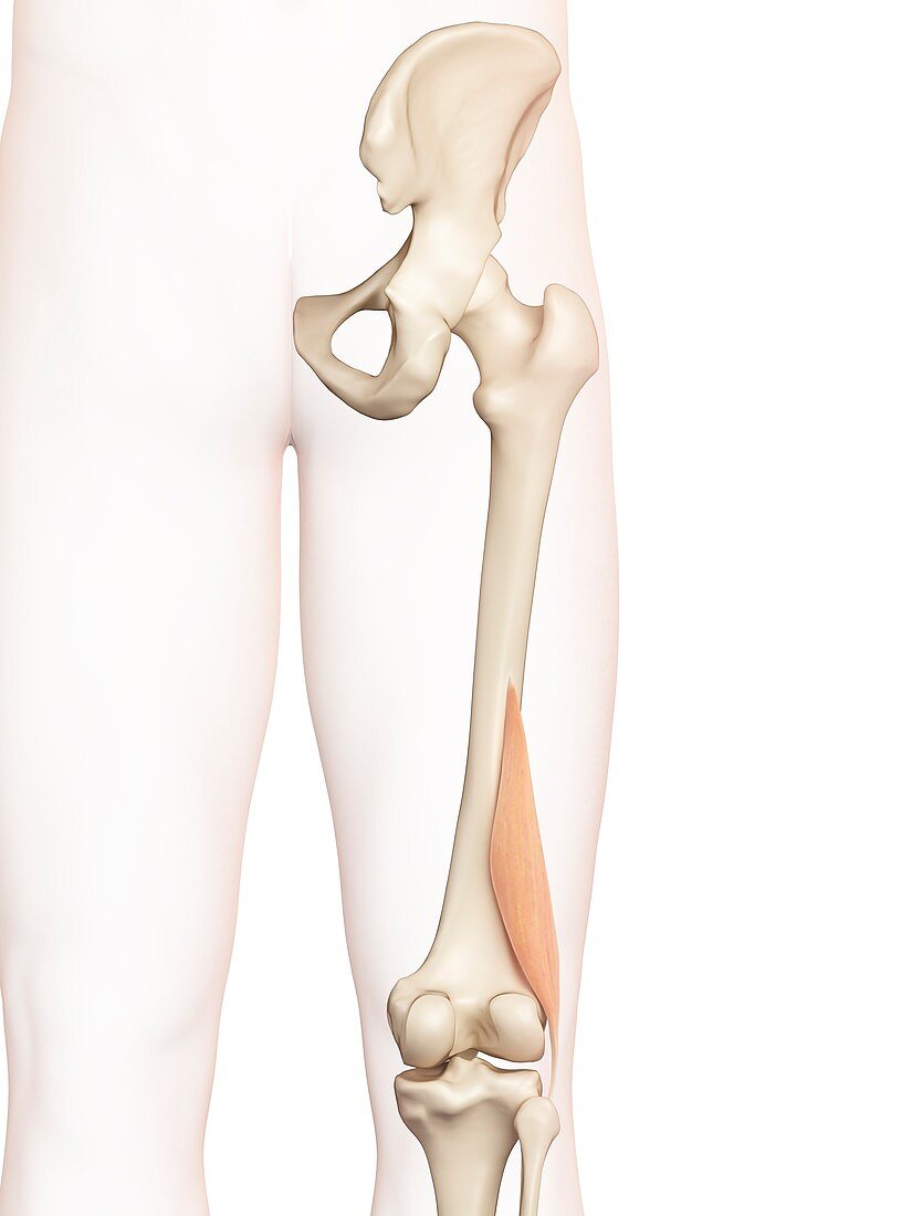 Human thigh muscles,illustration