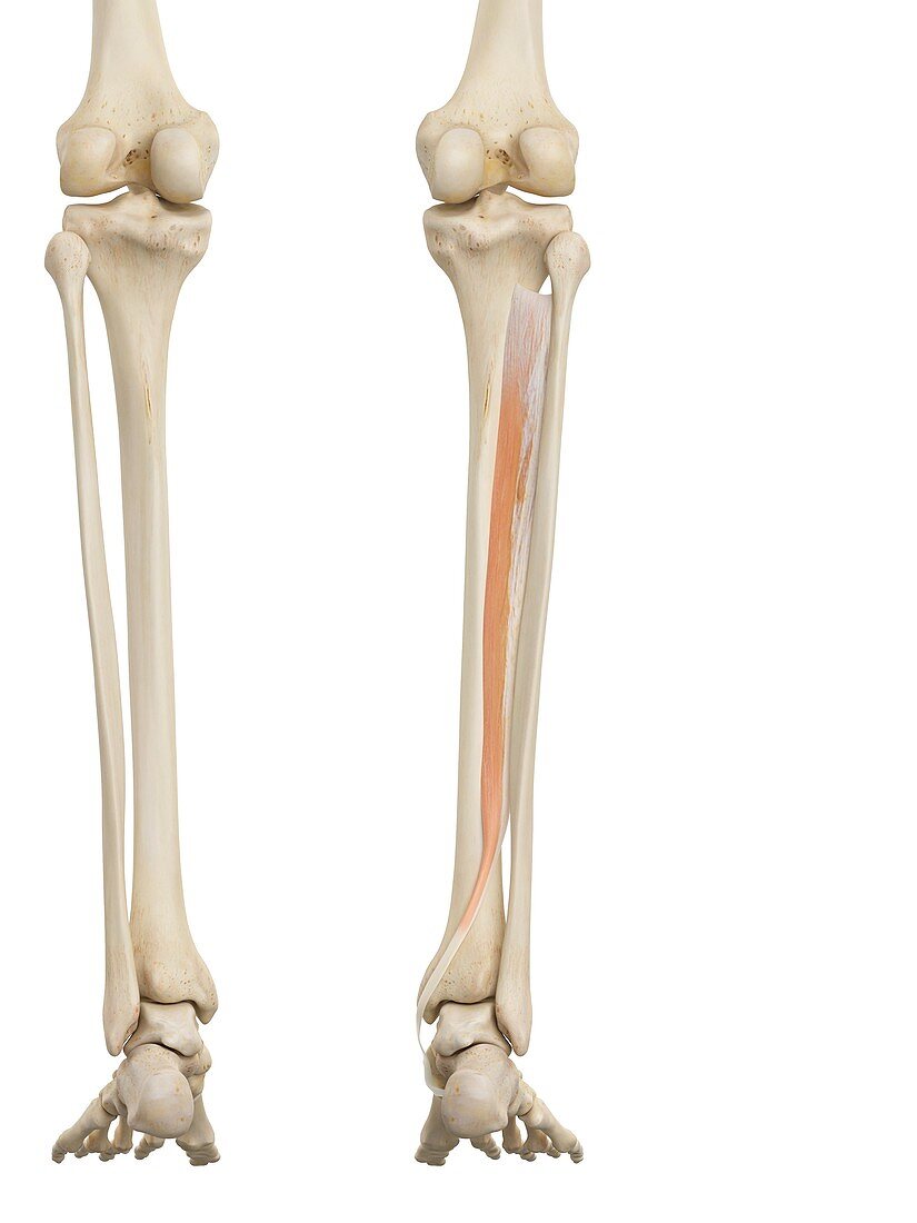 Human leg anatomy,illustration