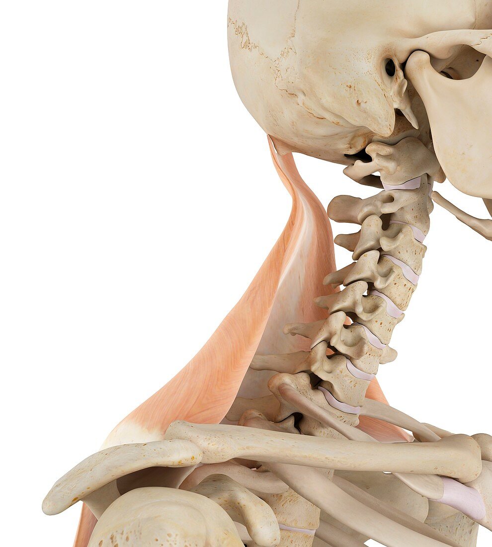 Human neck muscles,illustration