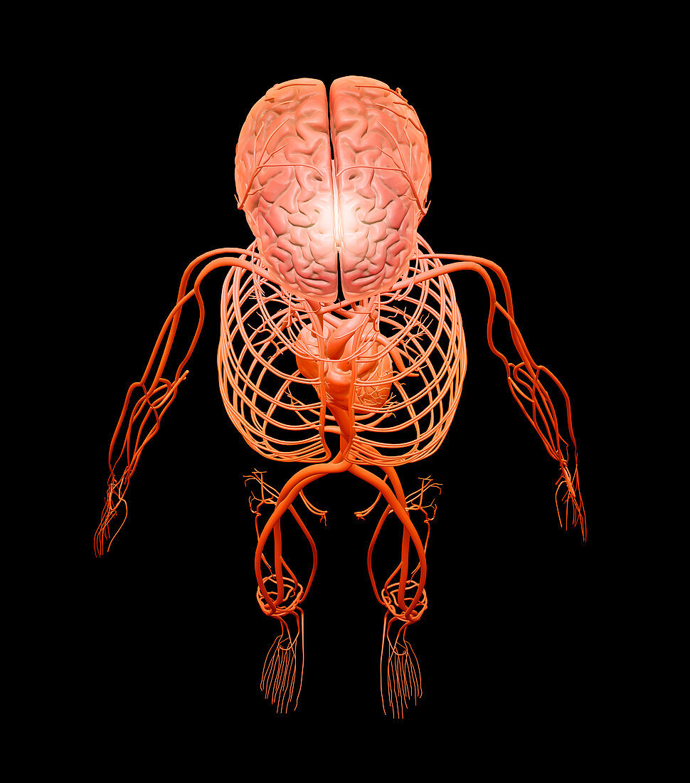 Human circulatory and nervous systems