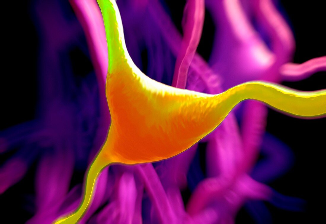 Cerebral cortex nerve cell,illustration