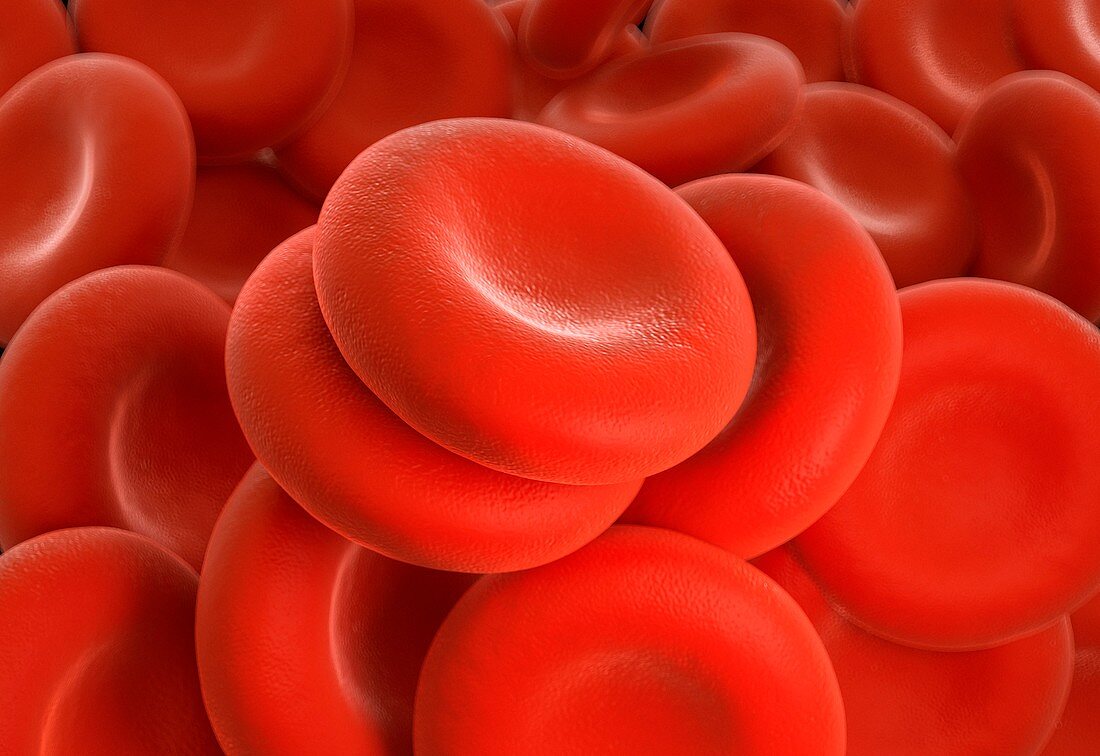 Red blood cells,illustration