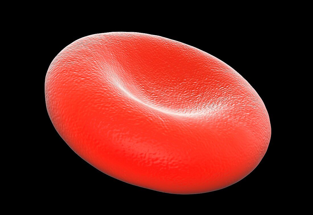 Red blood cell,illustration