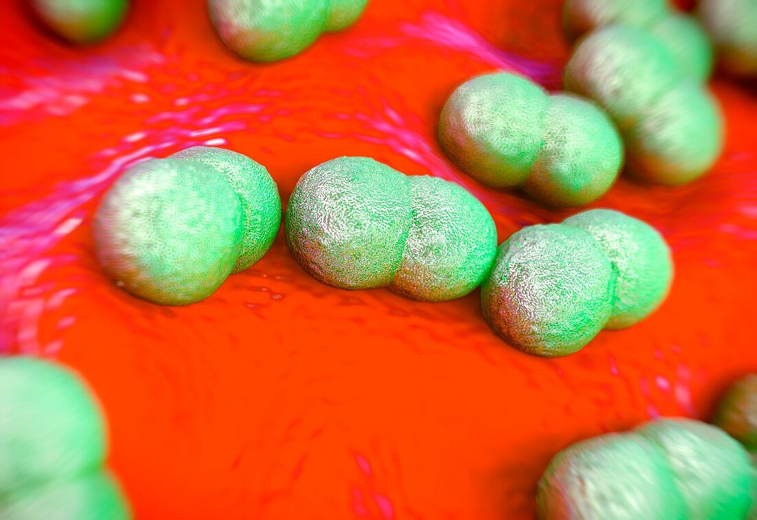 Staphylococcus epidermidis bacteria