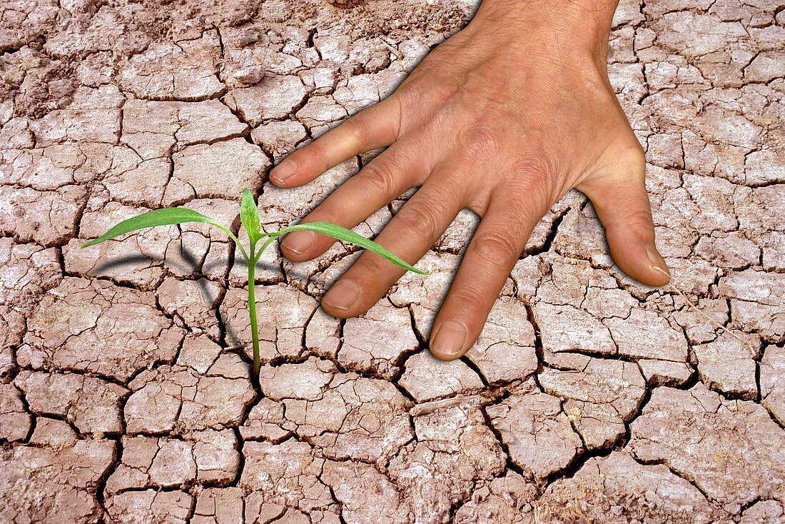 Seedling and hand on cracked earth