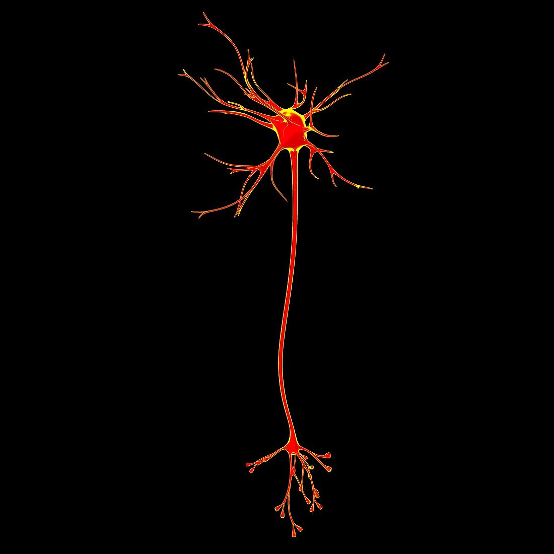 Neuron,illustration