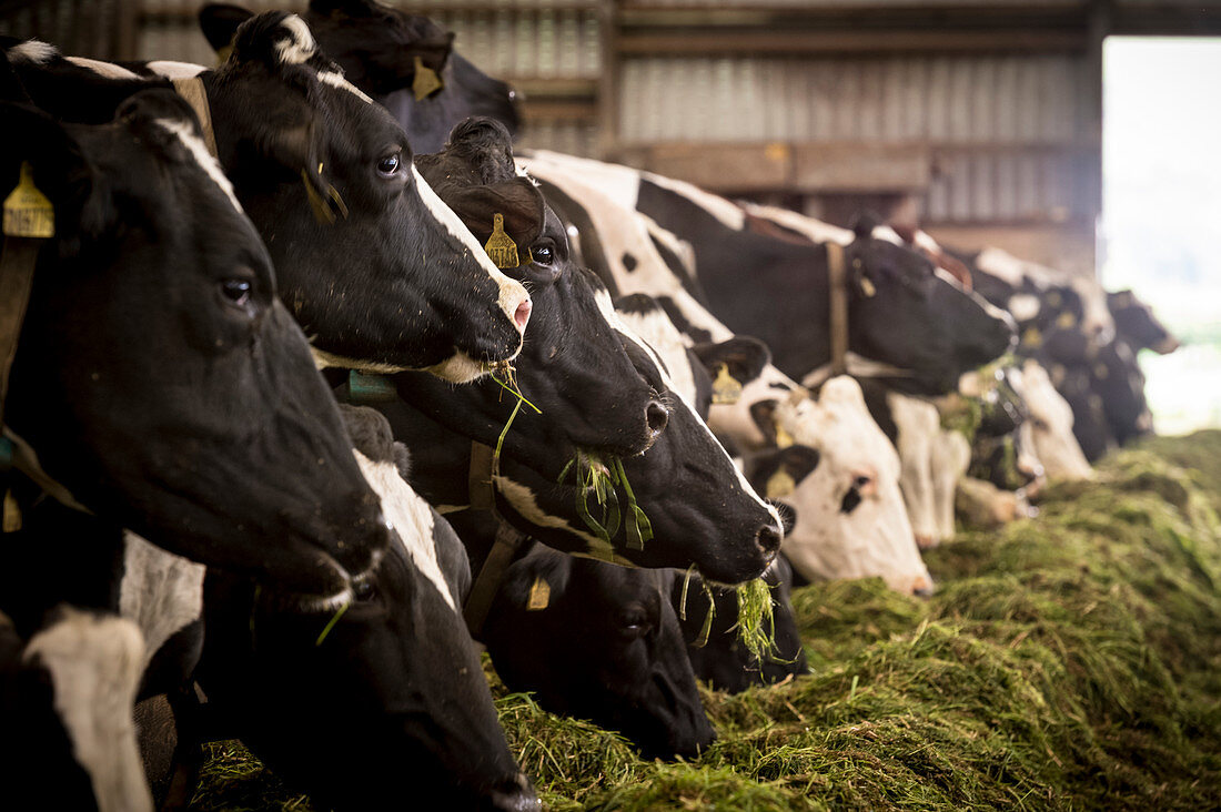 Dairy cows feeding from trough