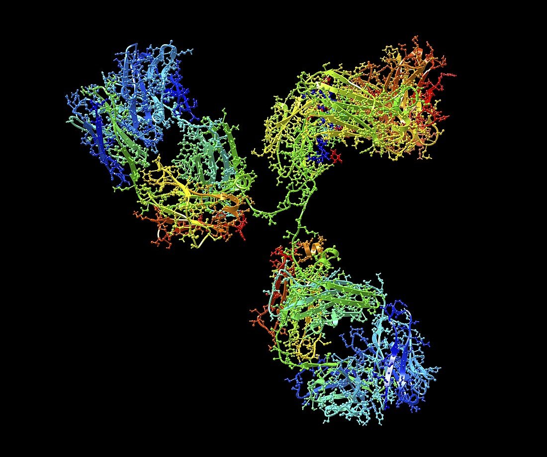 Monoclonal antibody IgG2a