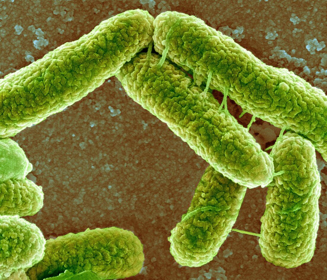 E coli bacteria,SEM
