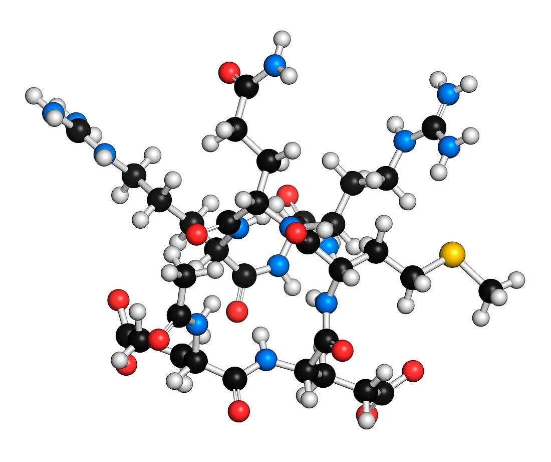 Acetyl hexapeptide-3 molecule