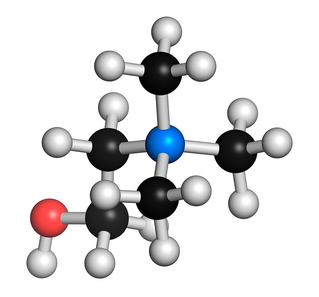 Choline essential nutrient molecule