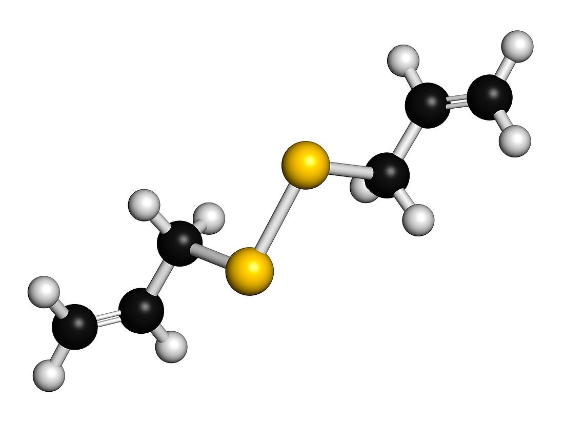 Diallyl disulfide garlic molecule