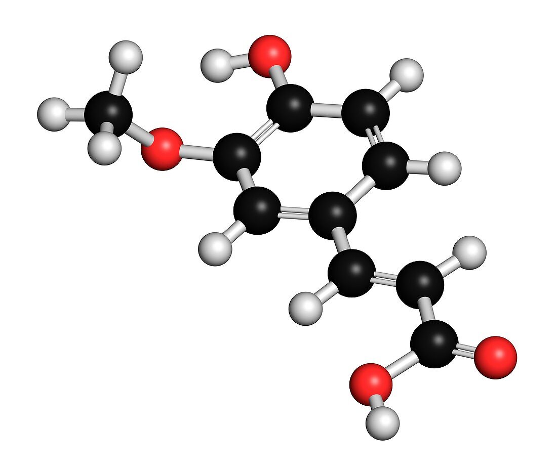 Ferulic acid herbal antioxidant molecule