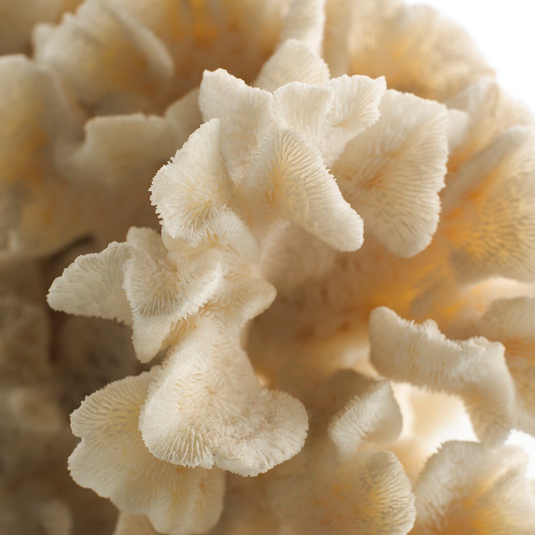 Brush coral