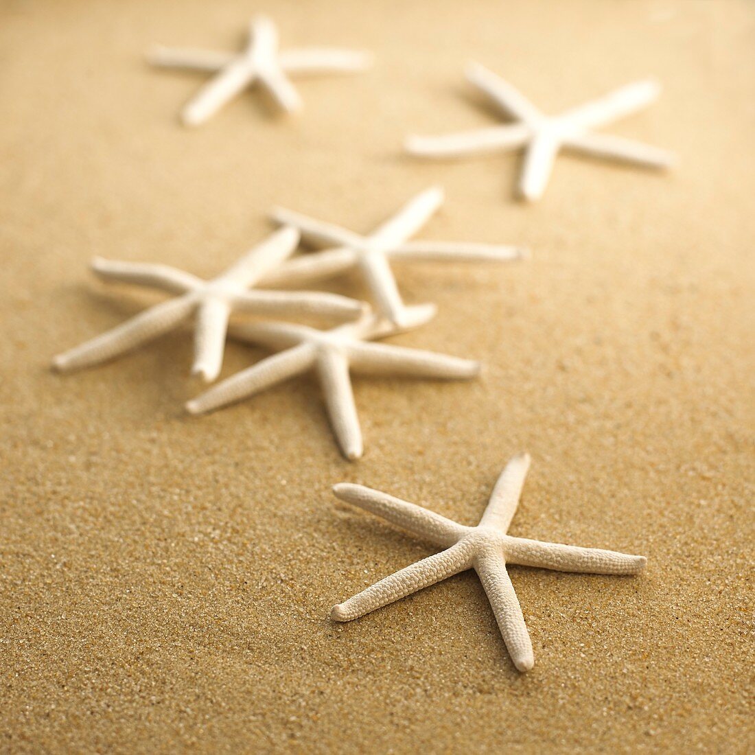 Finger starfish on sand