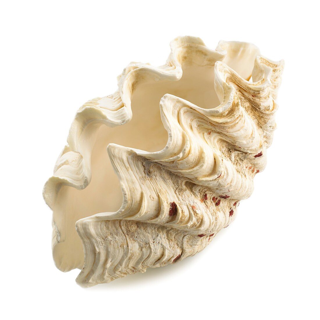 Fluted giant clam shell