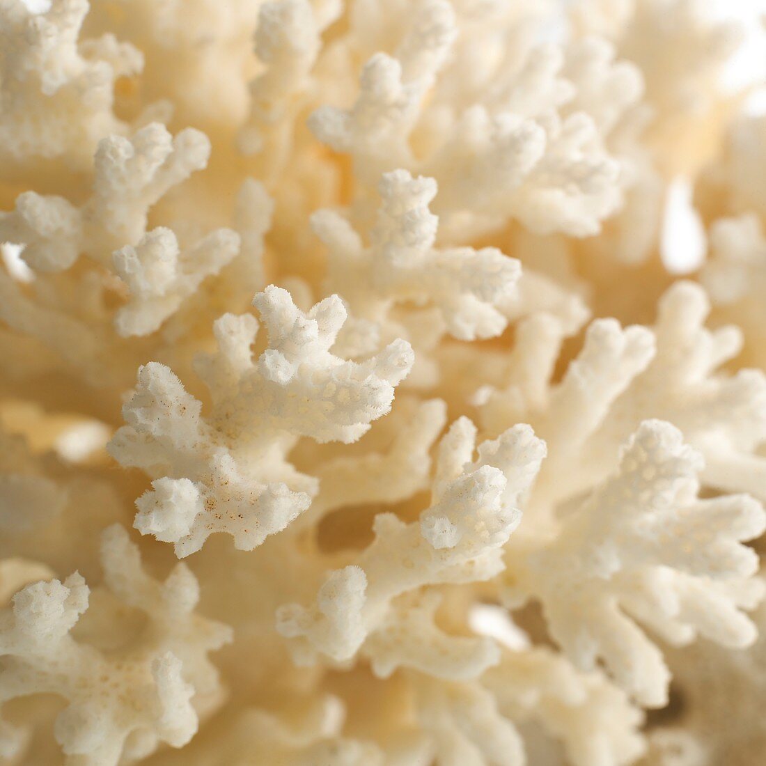 Cauliflower coral