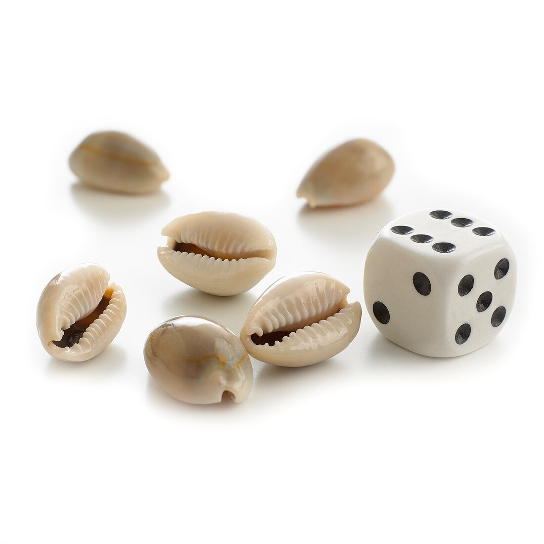 Money cowry sea shells and dice