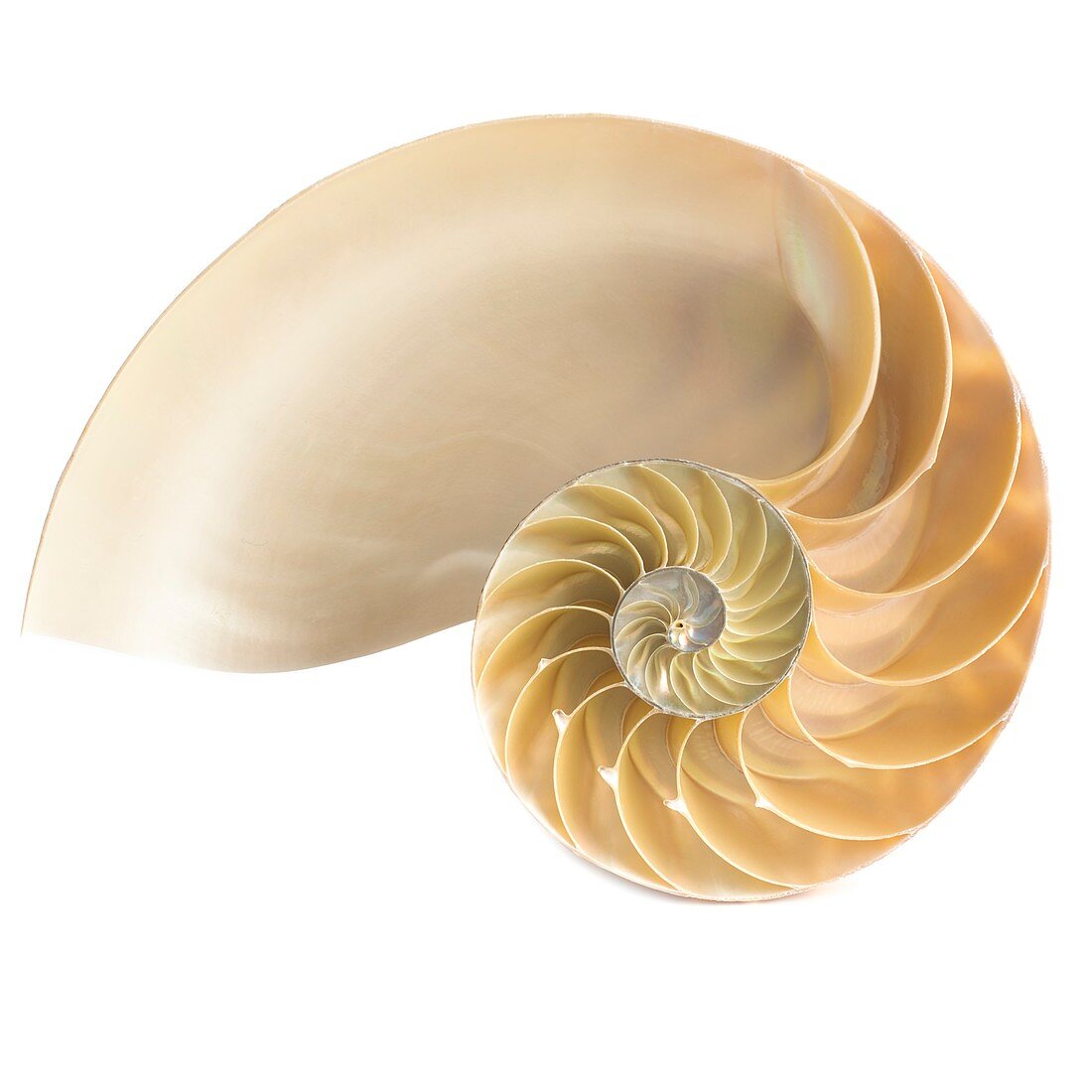 Halved chambered nautilus shell