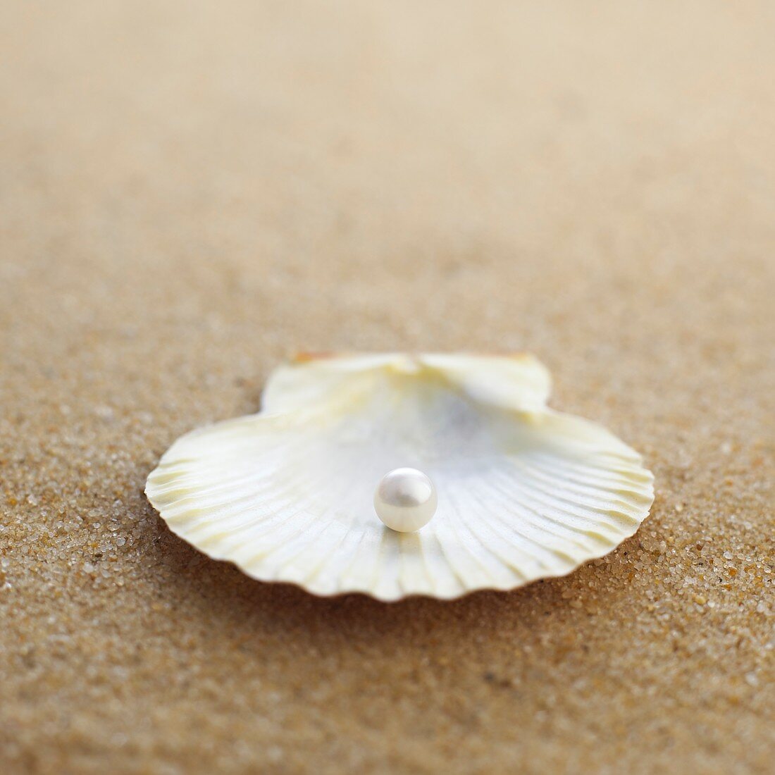 Clam shell with pearl inside