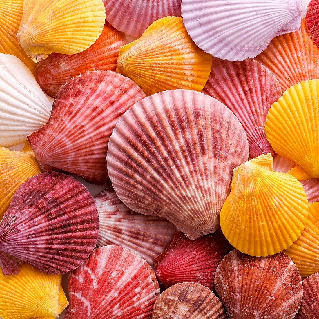 Colourful scallop shells