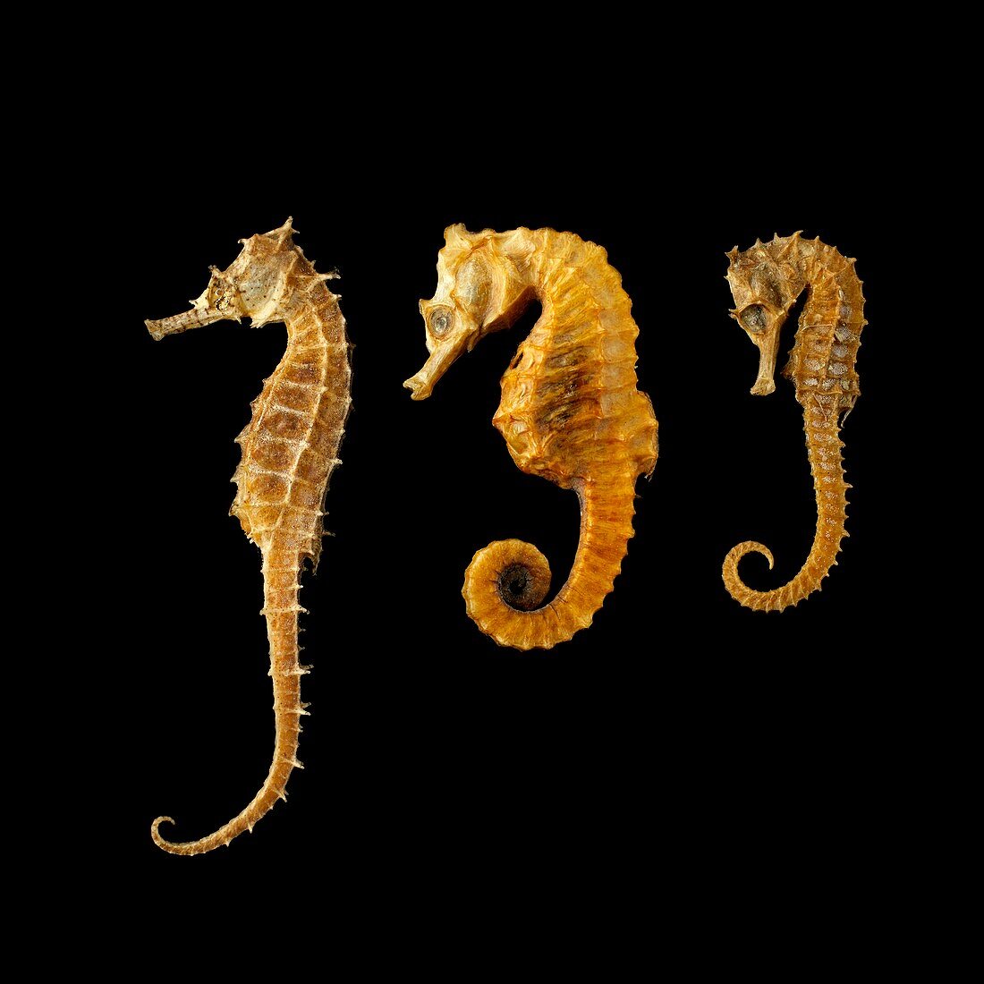 Three seahorses against black background
