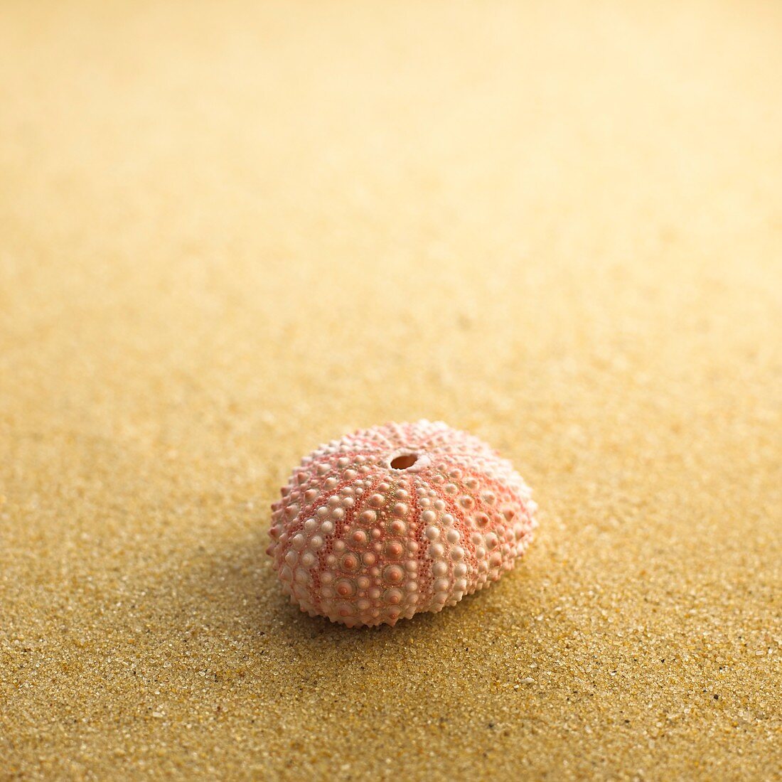 Sea urchin shell on sand