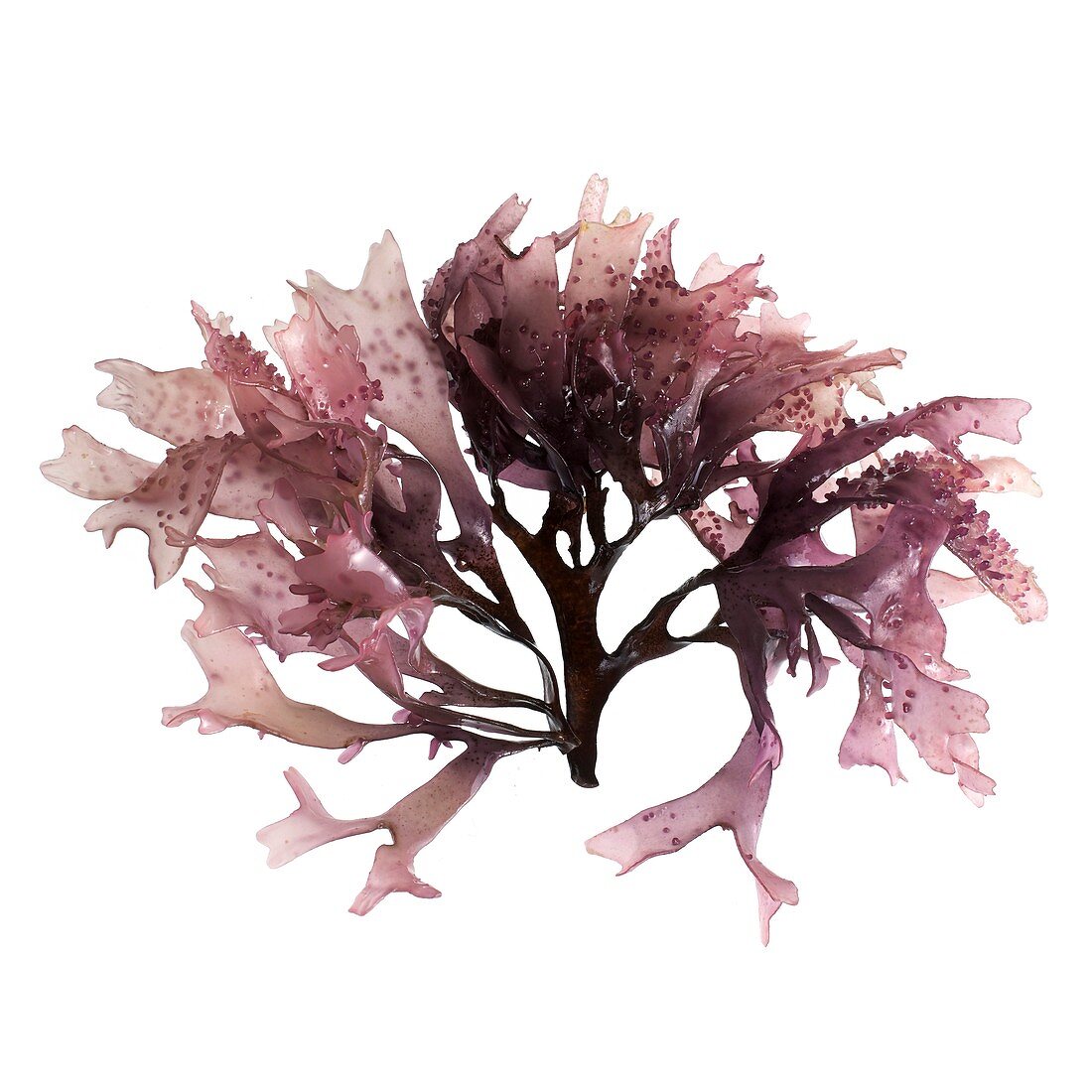 Dulse seaweed