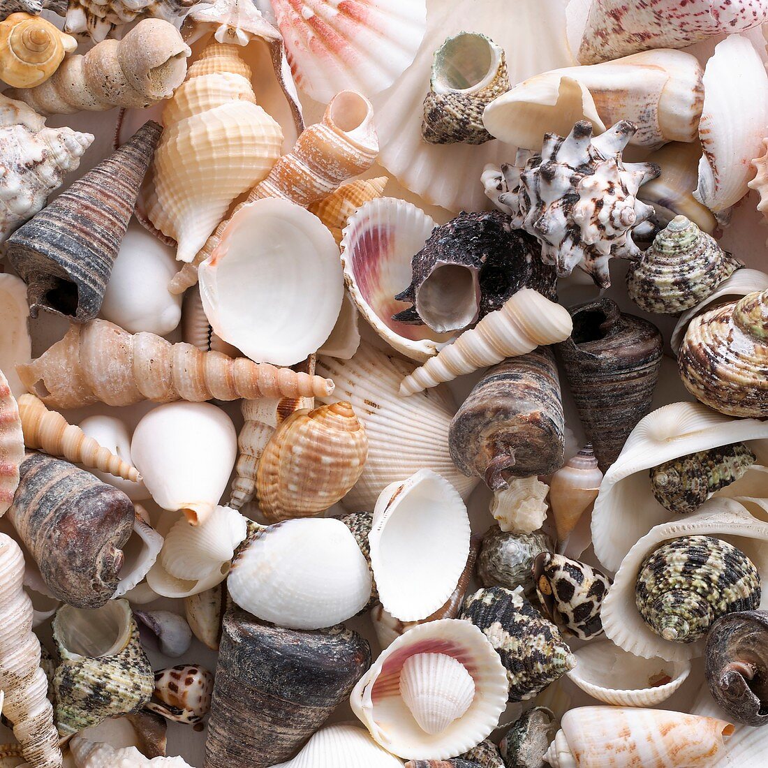 Selection of sea shells