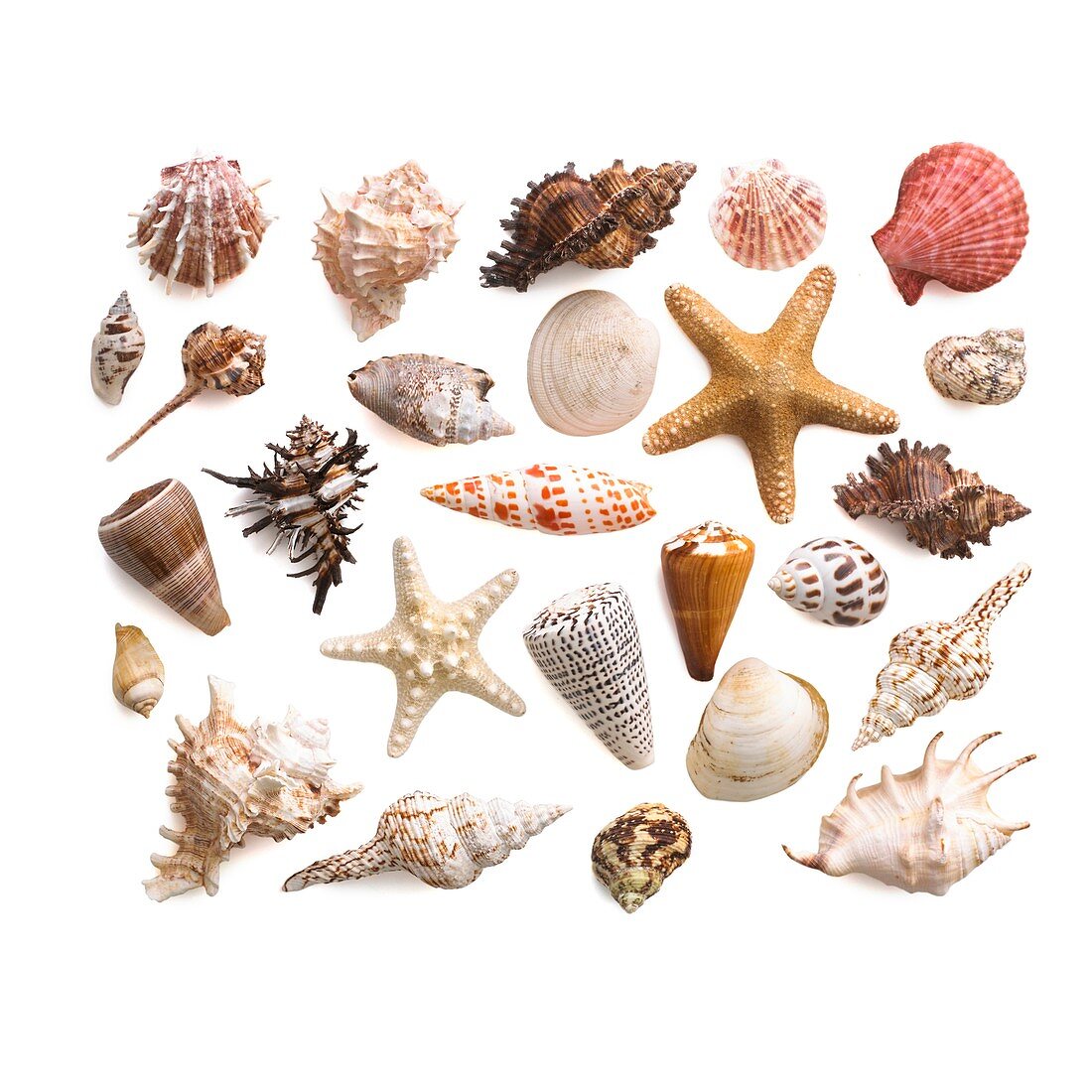 Selection of sea shells and star fish