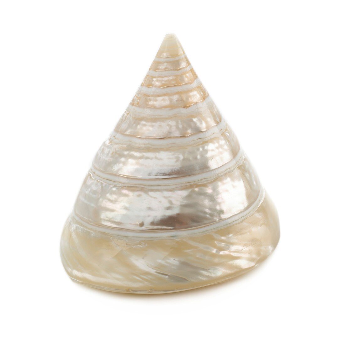 Pearlised troca shell