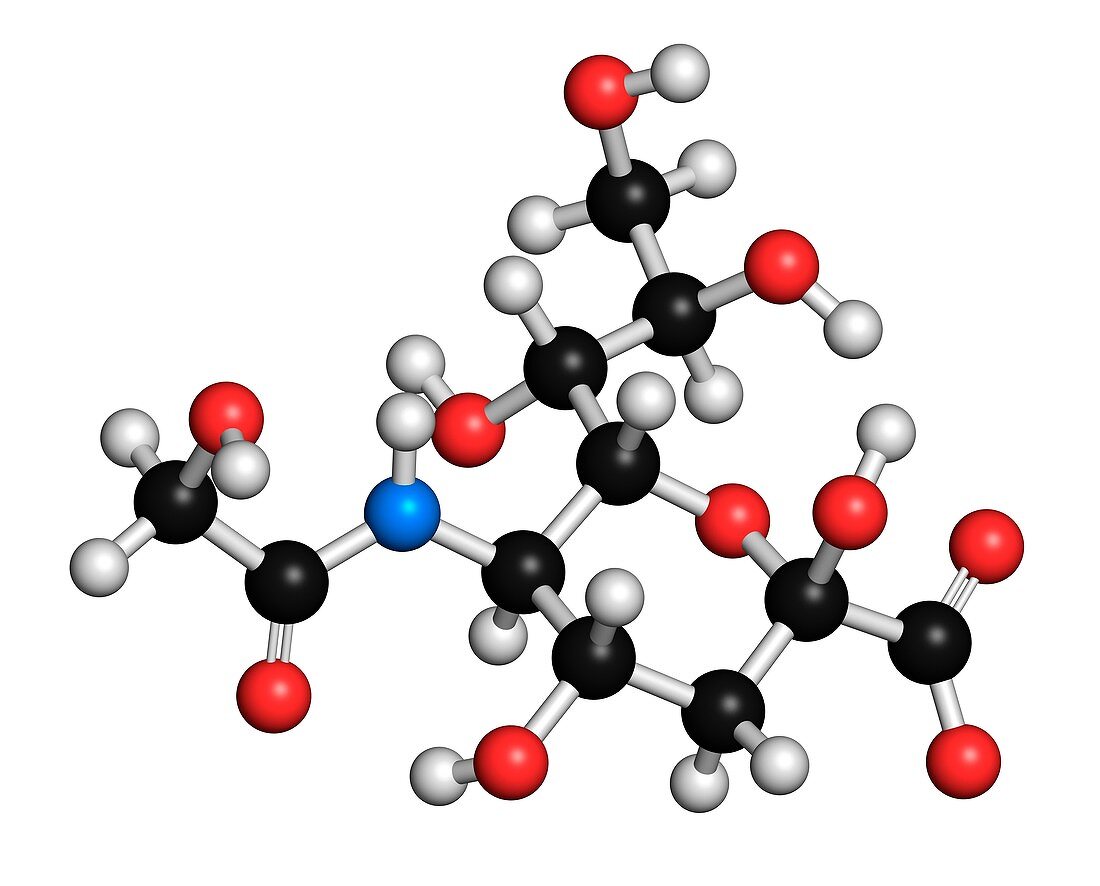 N-glycolylneuraminic acid molecule