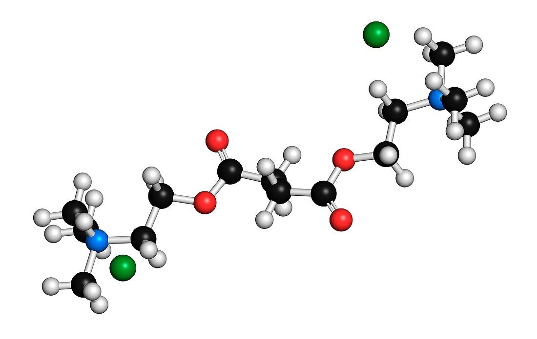 Suxamethonium chloride molecule