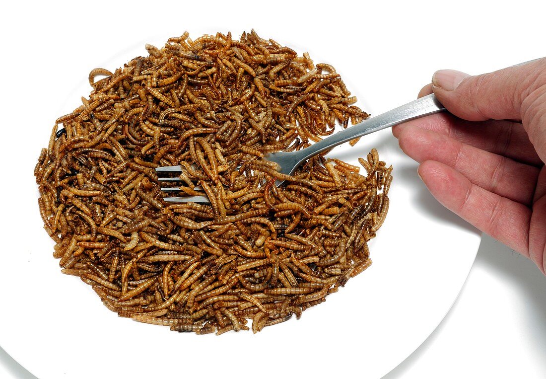 Fork with plate of mealworm