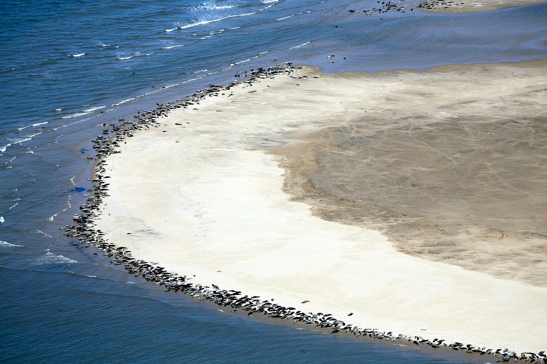 Seals on beach Scroby Sands