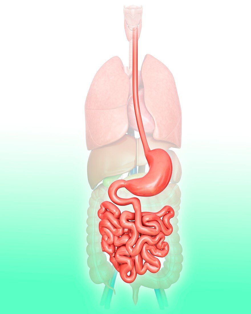 Human digestive system,illustration