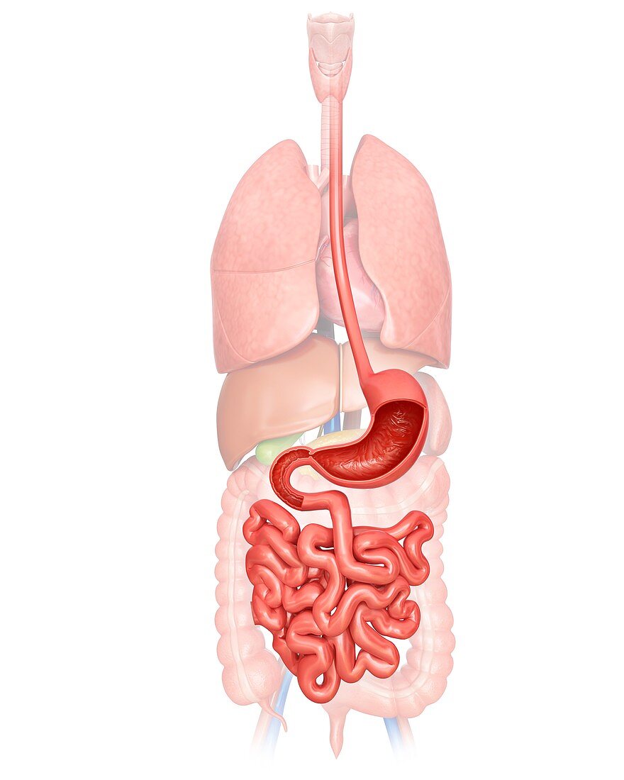 Human digestive system,illustration