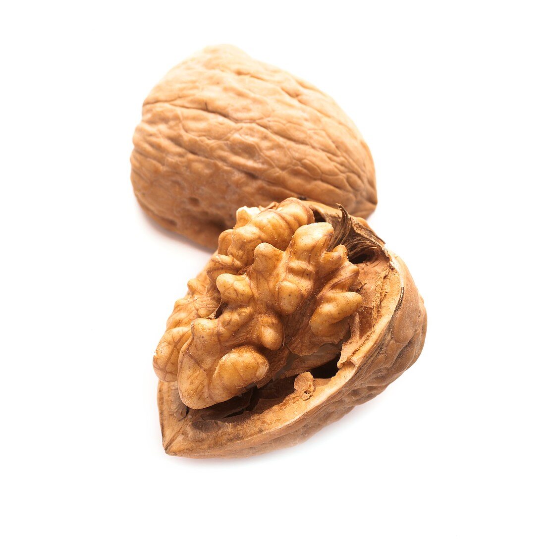 Walnut half in a shell