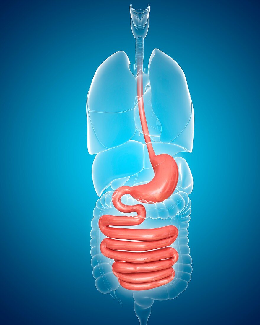 Human digestive system,illustration