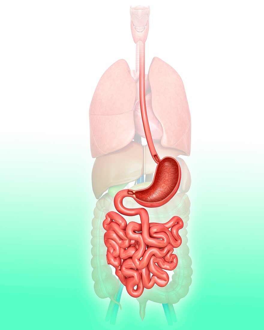 Human digestive system,illustration