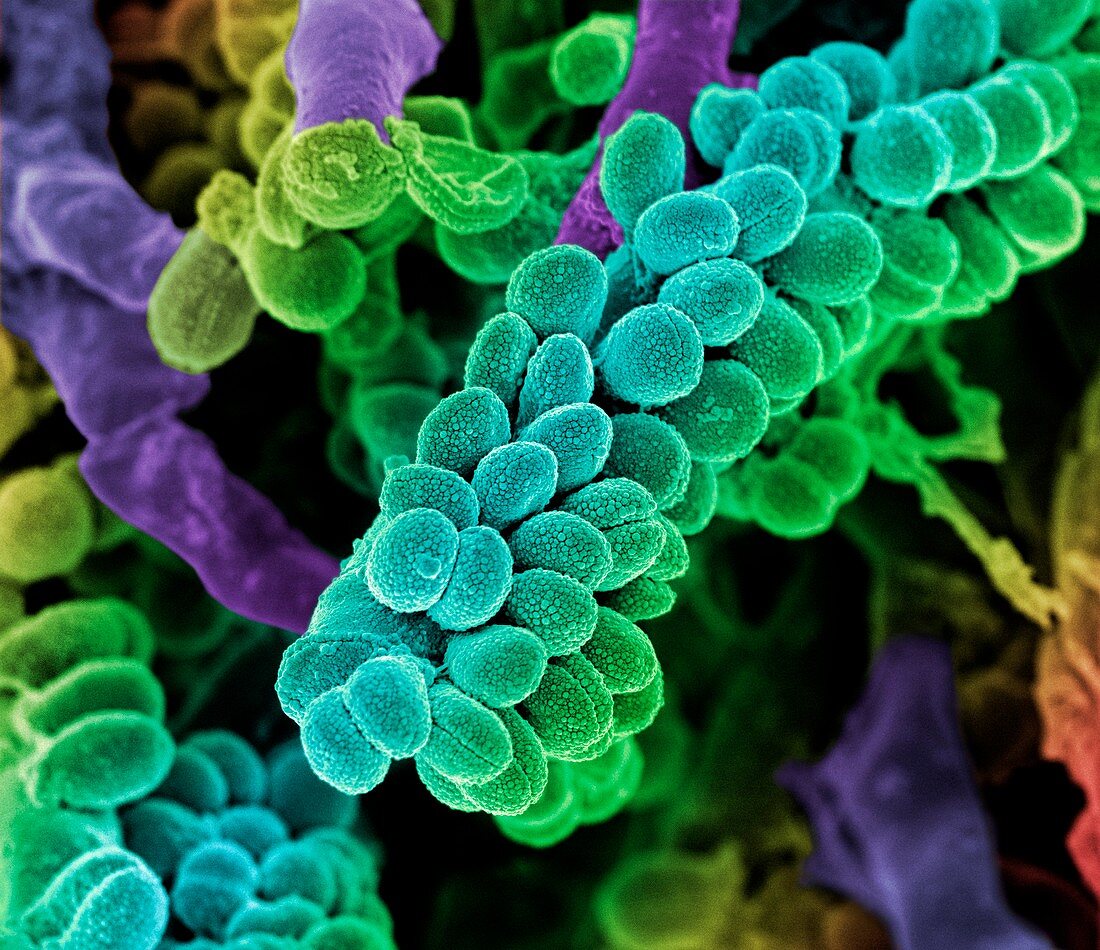 Streptococcus bacteria,SEM