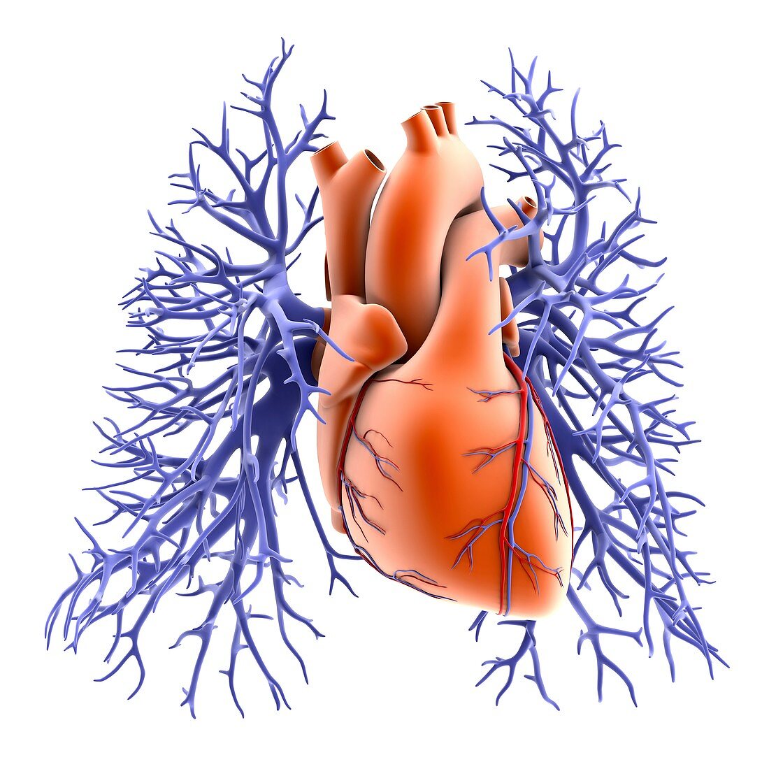 Circulatory system of heart and lungs